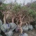 金银花大桩盆景带土球发货基地直发量大从优