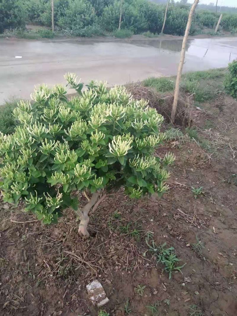 金银花大桩盆景带土球发货基地直发量大从优