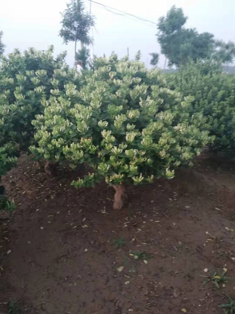 金银花大桩盆景带土球发货基地直发量大从优