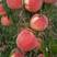 桃树苗，山东早熟黄桃，红桃，油桃，冬桃苗基地直发正品批发