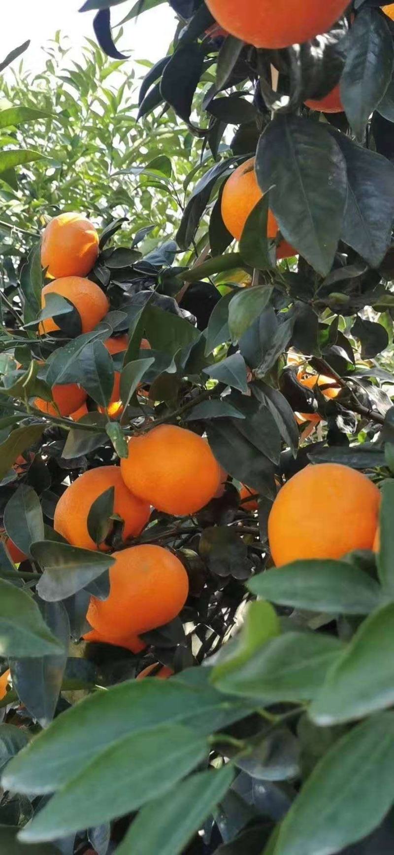广西武鸣沃柑中大果1件10斤39.99元包邮，一件代发