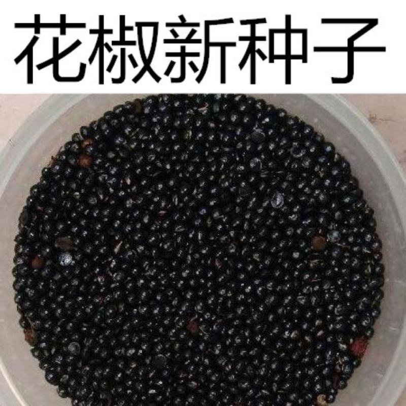 花椒种子山椒红椒麻椒大红袍花椒种子川花椒树刺篱笆
