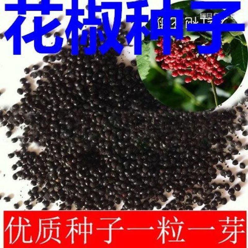 花椒种子山椒红椒麻椒大红袍花椒种子川花椒树刺篱笆