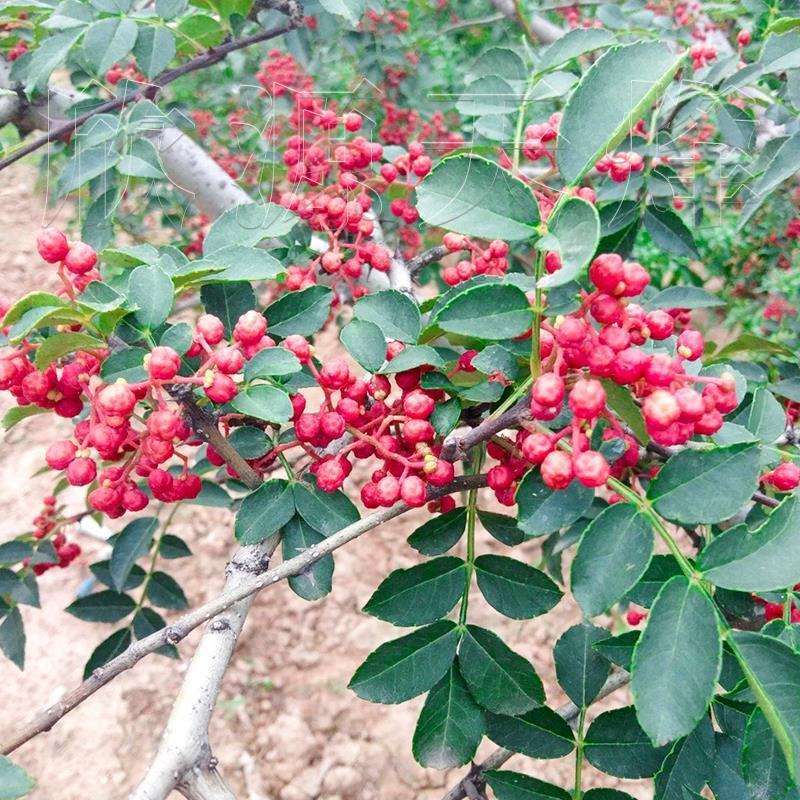 花椒种子山椒红椒麻椒大红袍花椒种子川花椒树刺篱笆