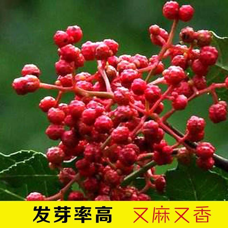 花椒种子山椒红椒麻椒大红袍花椒种子川花椒树刺篱笆