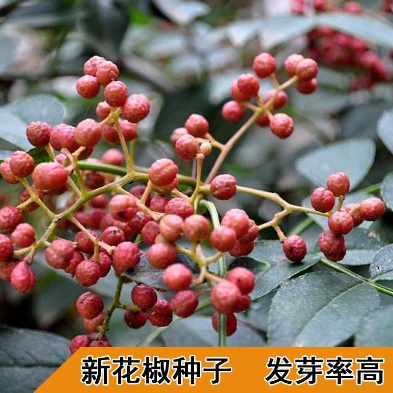 花椒种子山椒红椒麻椒大红袍花椒种子川花椒树刺篱笆