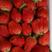 河北省辛集市自己种的草莓