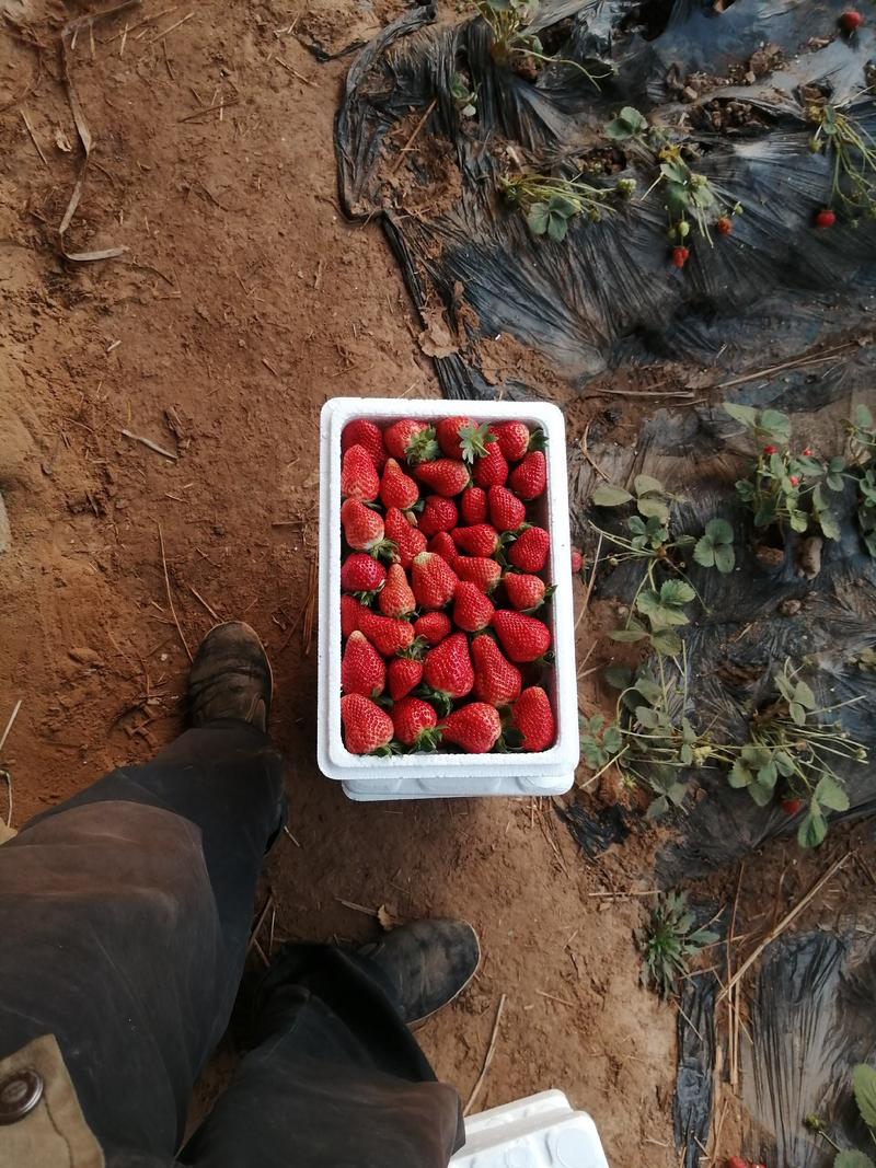 河北省辛集市自己种的草莓