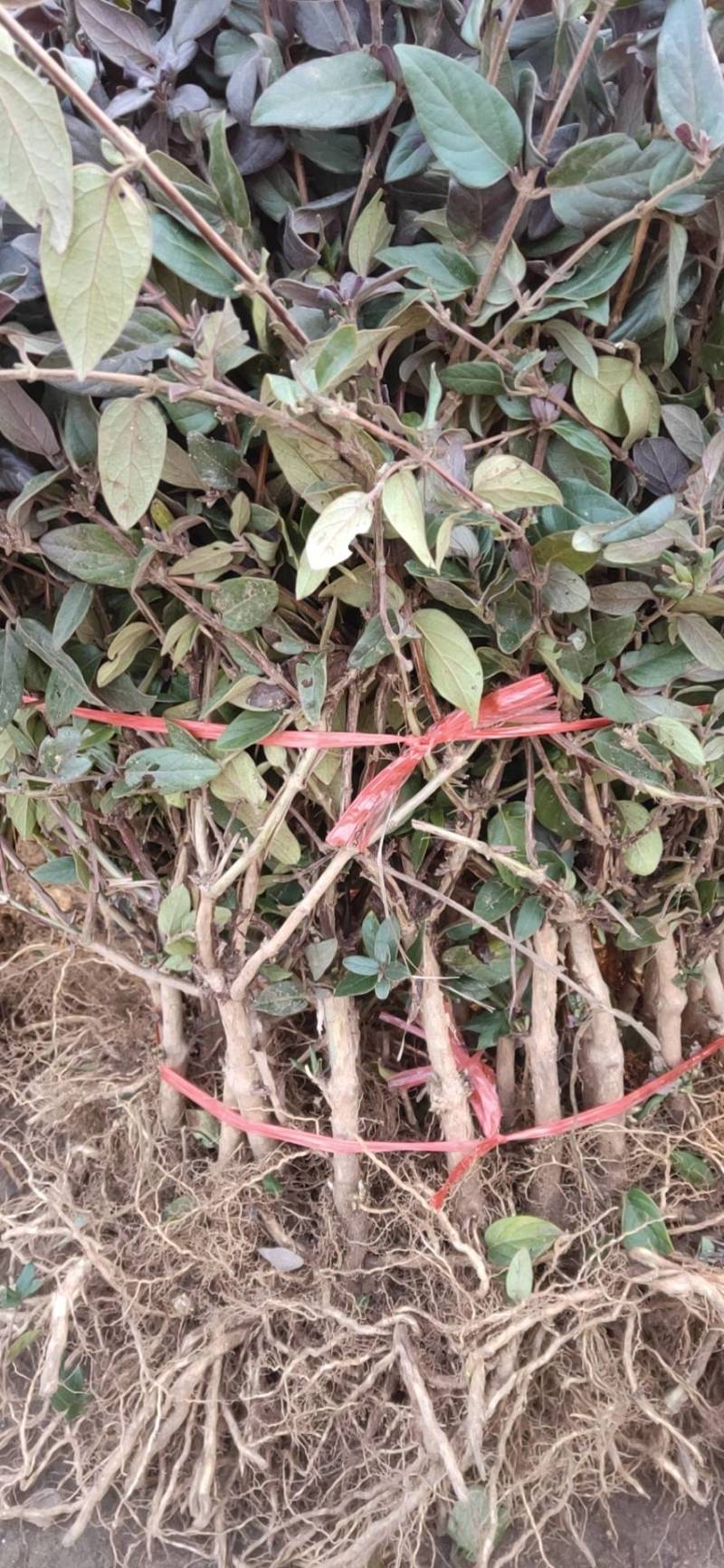 山东樱桃苗车厘子美早樱桃树苗各种果苗质优价廉批发代购