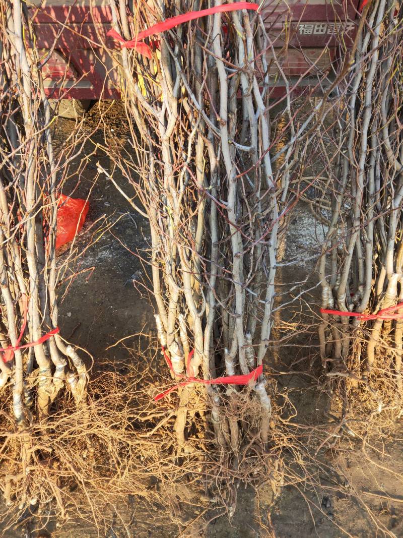 山东樱桃苗车厘子美早樱桃树苗各种果苗质优价廉批发代购