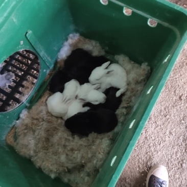 产地直销肉兔商、品兔、种兔