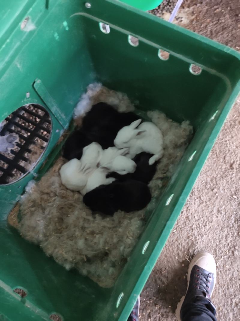 产地直销肉兔商、品兔、种兔