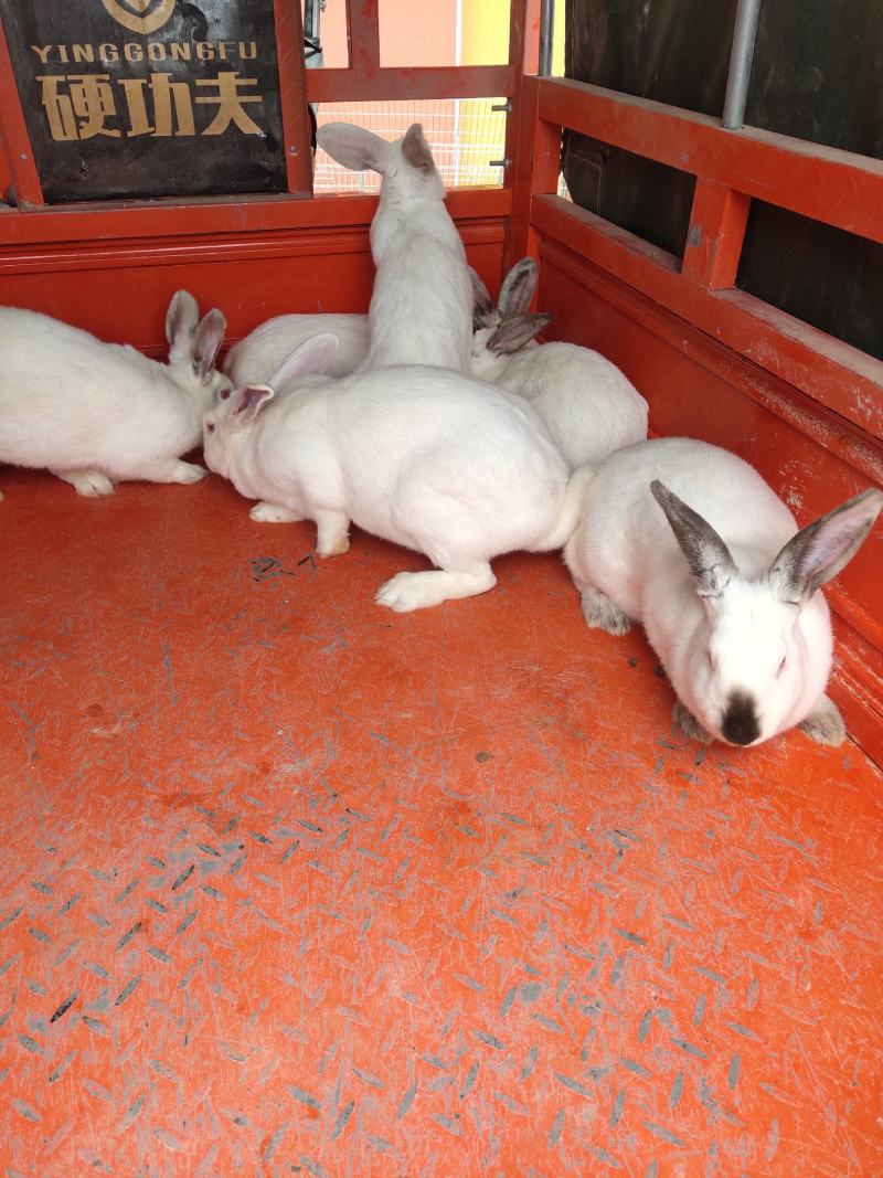 产地直销肉兔商、品兔、种兔