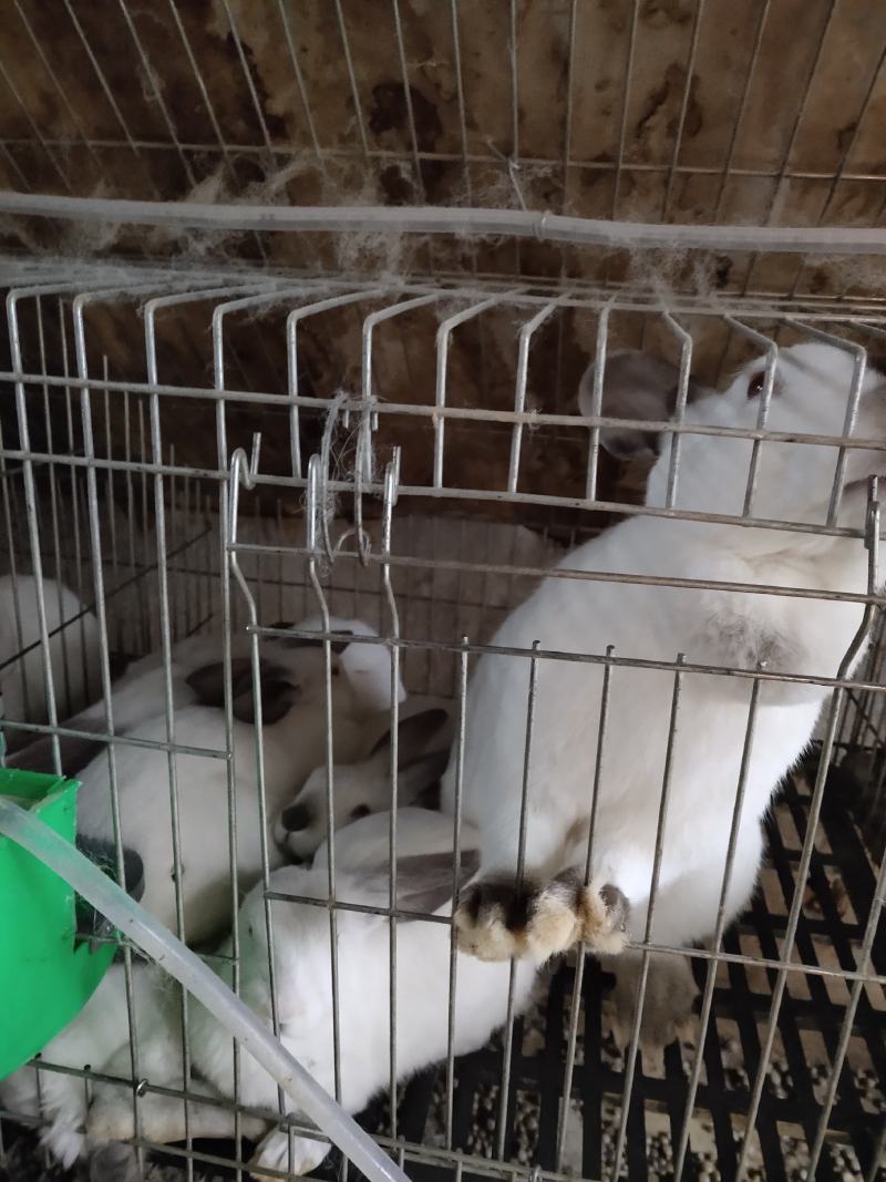产地直销肉兔商、品兔、种兔