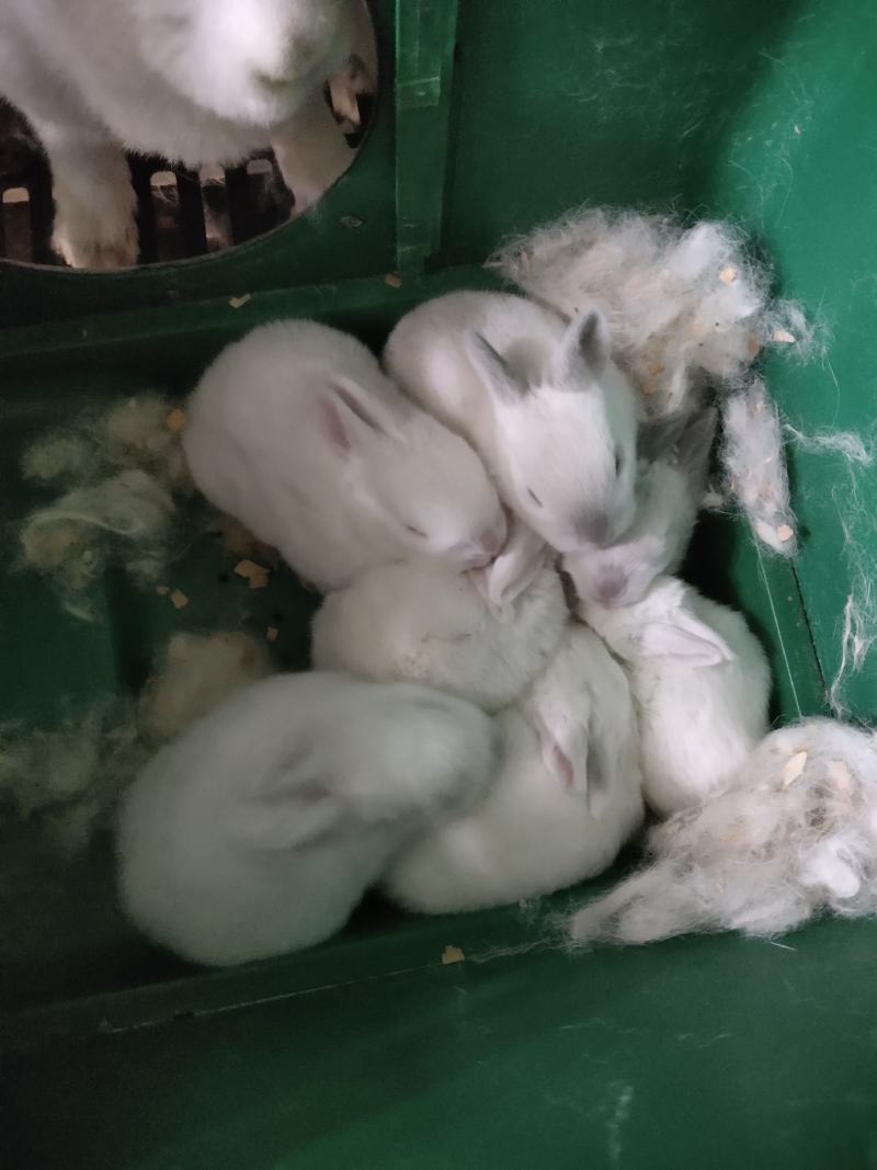 产地直销肉兔商、品兔、种兔