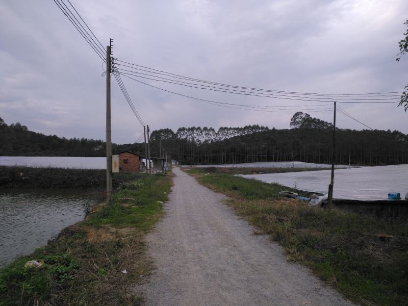 桂花鱼苗、鳜鱼苗、商品鱼价值高、利润高、