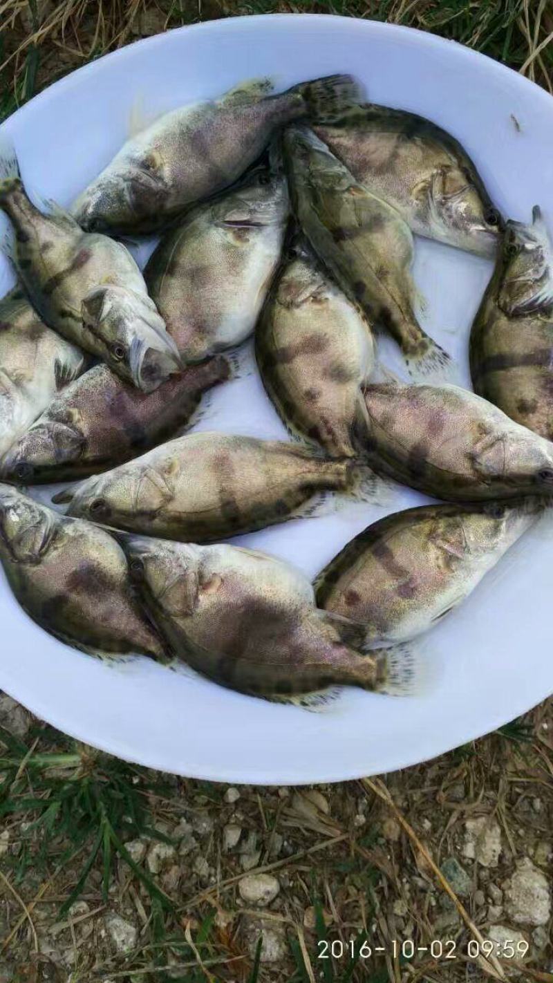 桂花鱼苗、鳜鱼苗、商品鱼价值高、利润高、