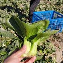 嘉兴银霆农业有限公司--银霆生鲜之苏州青