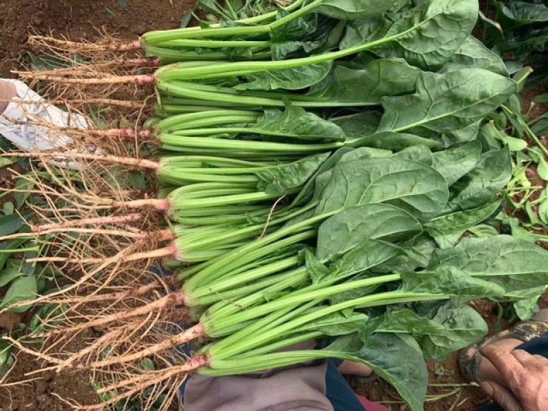 福尔达3号，进口菠菜圆叶菠菜黑叶片菠菜种子芽率超国标