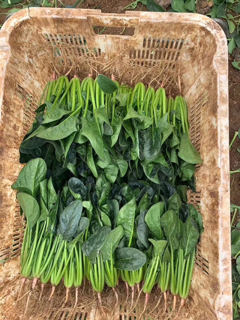 福尔达3号，进口菠菜圆叶菠菜黑叶片菠菜种子芽率超国标