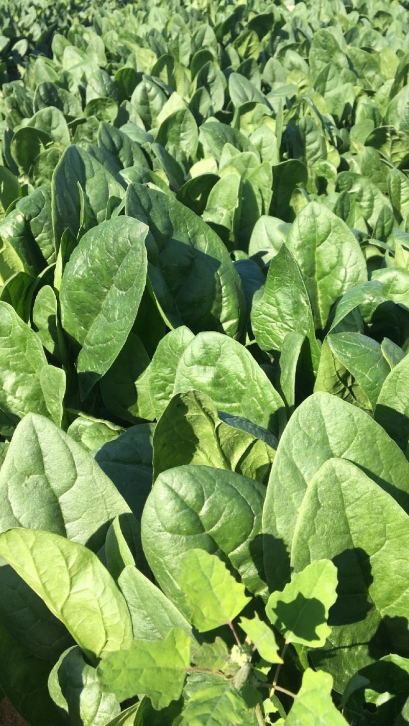 福尔达3号，进口菠菜圆叶菠菜黑叶片菠菜种子芽率超国标