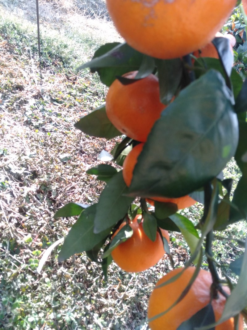 广西金秀县091沃柑大量上市供应，产地直销，欢迎全国各地