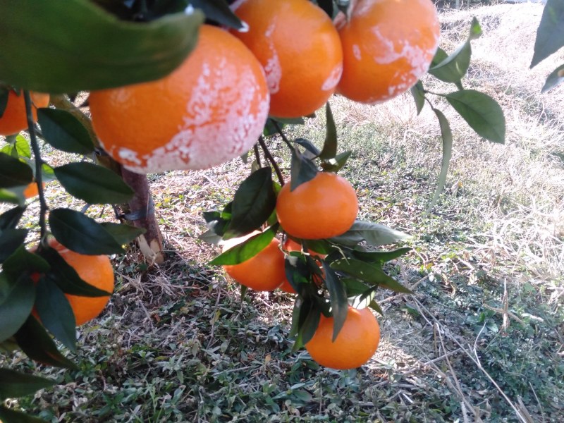广西金秀县091沃柑大量上市供应，产地直销，欢迎全国各地