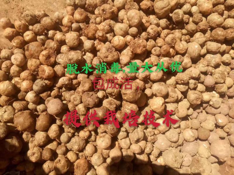 【包邮】魔芋种子花魔芋二代种，脱水消毒过一斤五六个