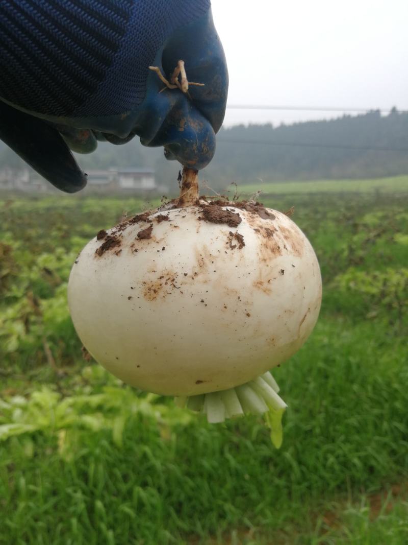 【强烈推荐】眉山红土圆根萝卜，货源充足，质量保证