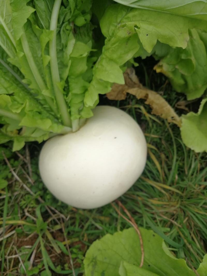 【强烈推荐】眉山红土圆根萝卜，货源充足，质量保证