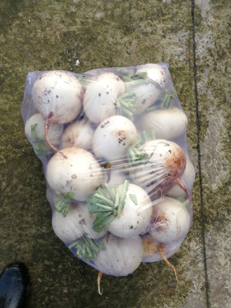 【强烈推荐】眉山红土圆根萝卜，货源充足，质量保证