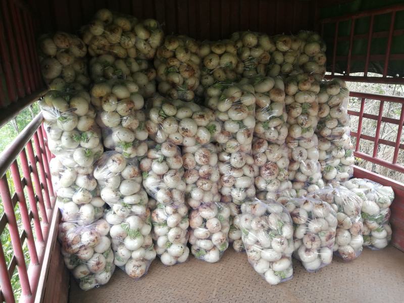 【强烈推荐】眉山红土圆根萝卜，货源充足，质量保证
