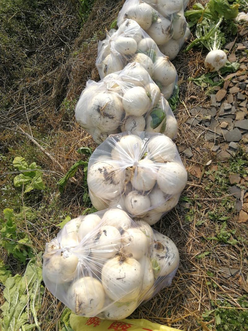 【强烈推荐】眉山红土圆根萝卜，货源充足，质量保证