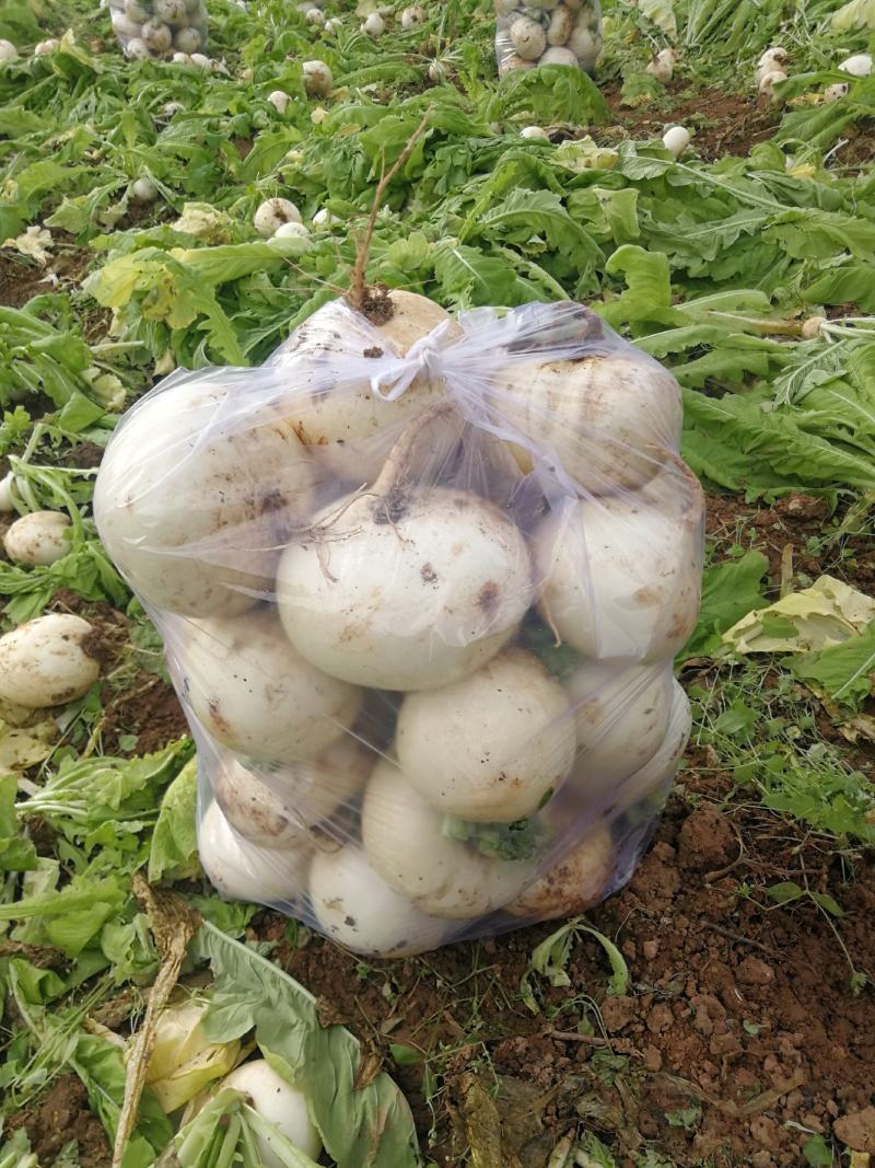 【强烈推荐】眉山红土圆根萝卜，货源充足，质量保证
