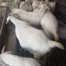 羊羔，美国白山羊，种羊，头胎怀孕羊，包送货，保证质量