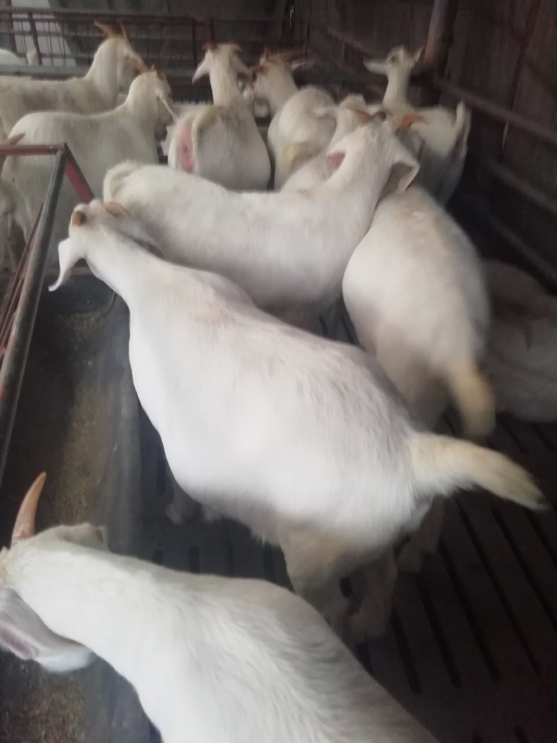 羊羔，美国白山羊，种羊，头胎怀孕羊，包送货，保证质量