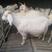 羊羔，美国白山羊，种羊，头胎怀孕羊，包送货，保证质量