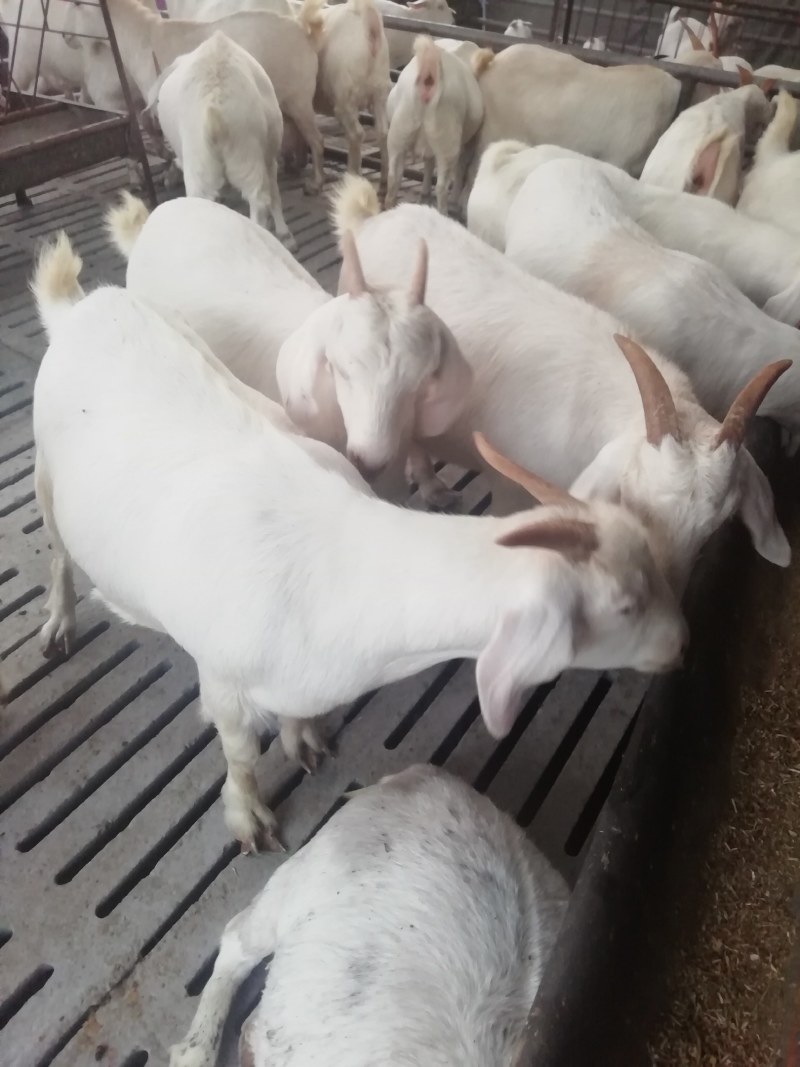 羊羔，美国白山羊，种羊，头胎怀孕羊，包送货，保证质量
