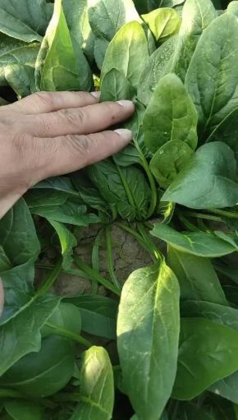 精品菠莱大叶菠菜产地直发一手货源无中间商差价