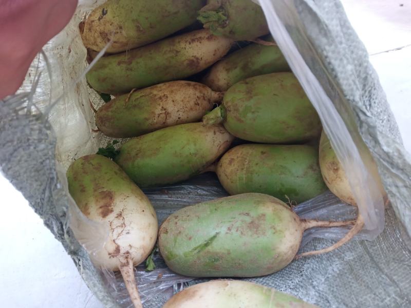 青萝卜市场货，可水洗，品质好价格优对接商超市场