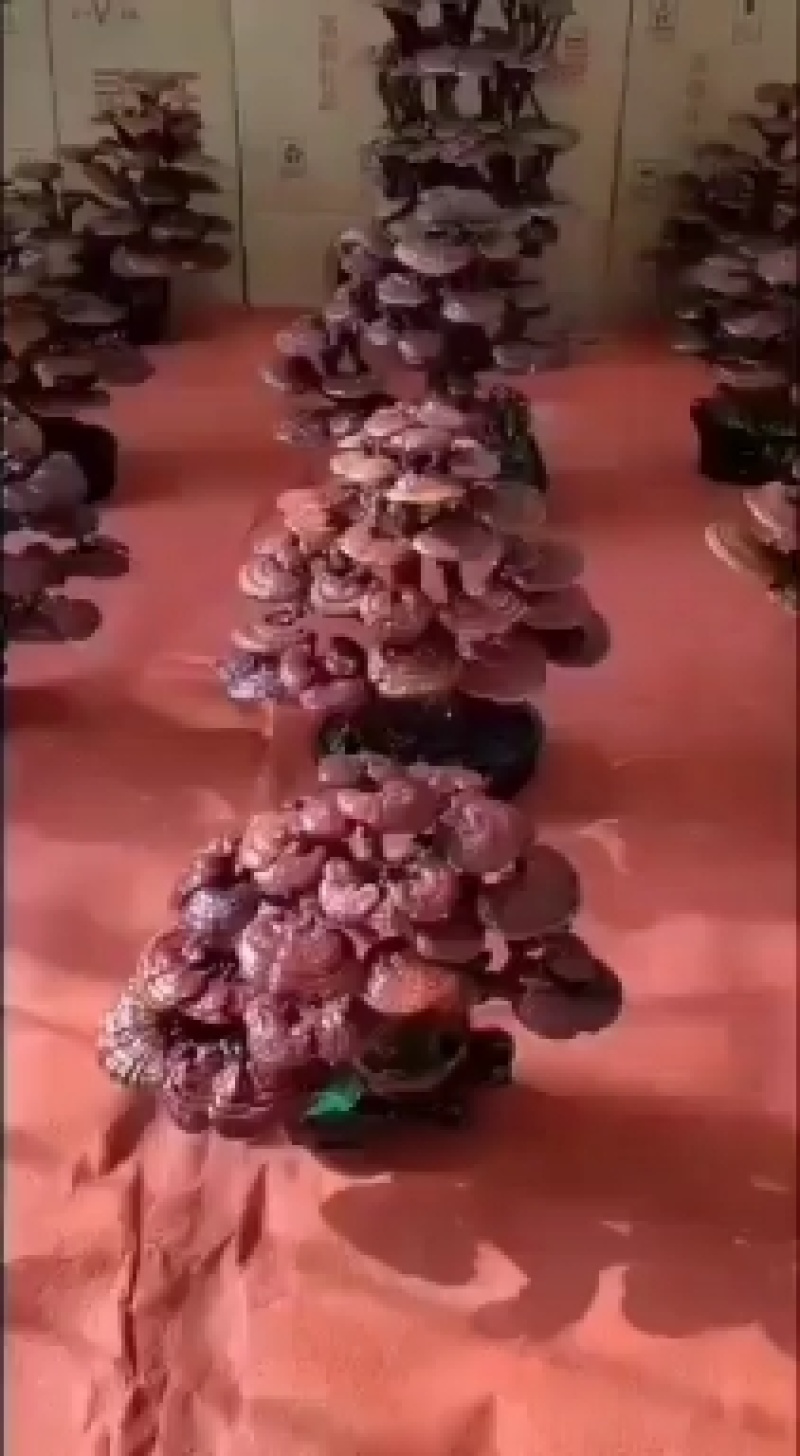 灵芝盆景，基地供应，一手货源，长期供应大小棵样式齐全