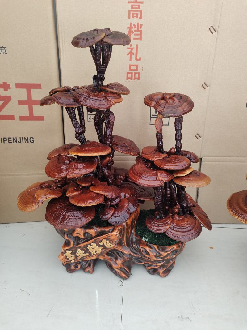 灵芝盆景，基地供应，一手货源，长期供应大小棵样式齐全