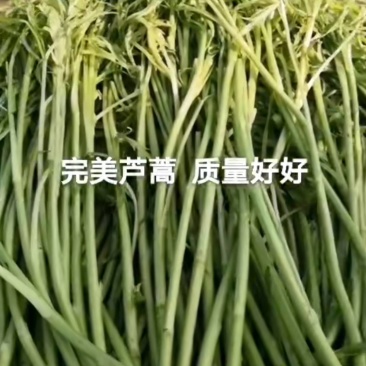芦蒿新鲜芦蒿全部嫩芽头长年供货