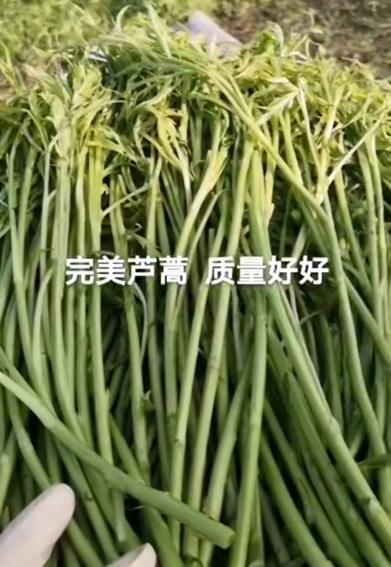 芦蒿新鲜芦蒿全部嫩芽头长年供货
