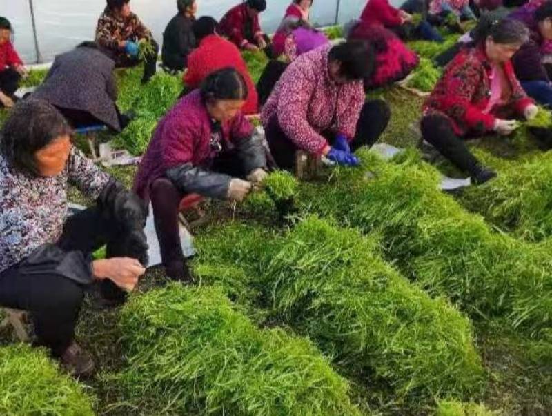芦蒿新鲜芦蒿全部嫩芽头长年供货