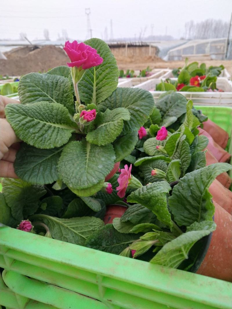 报春花，年销花，颜色鲜艳，花期长，支持线上交易