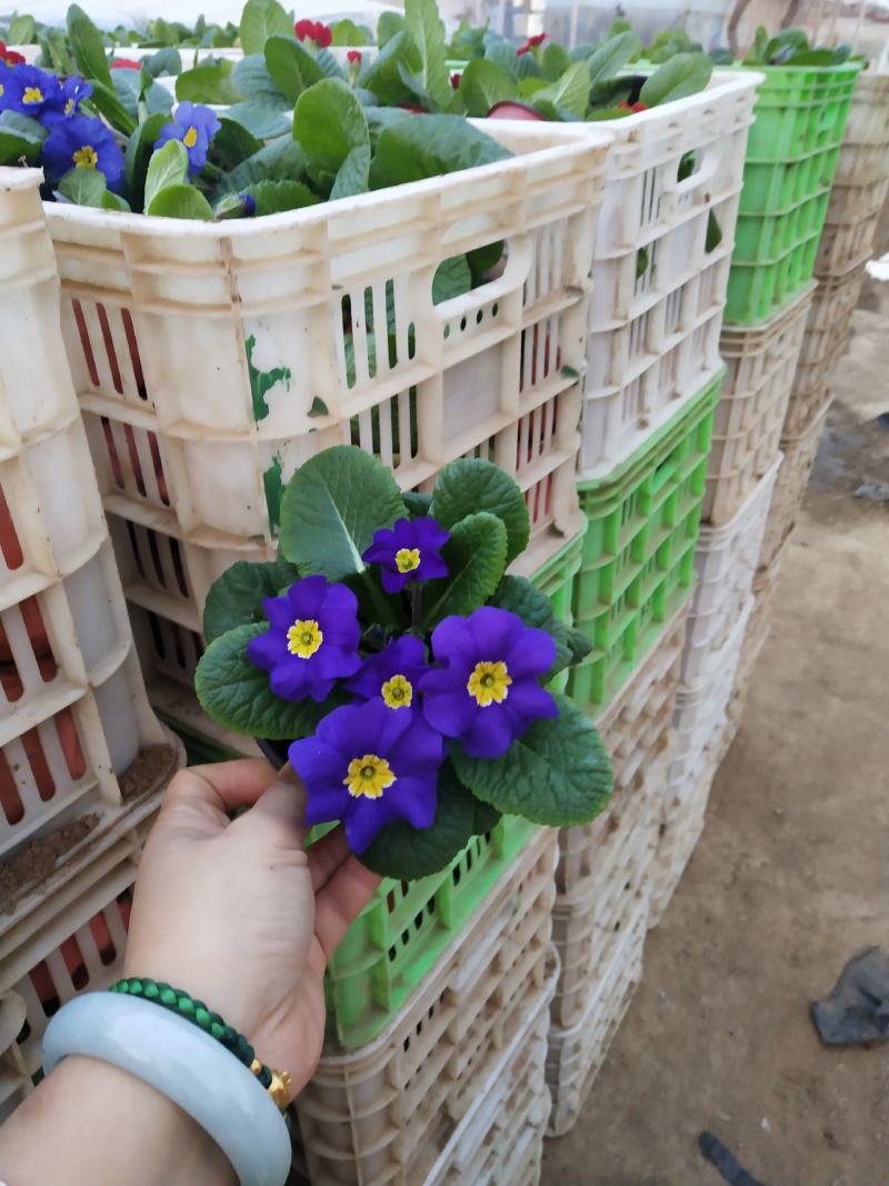 报春花，年销花，颜色鲜艳，花期长，支持线上交易