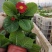 报春花，年销花，颜色鲜艳，花期长，支持线上交易
