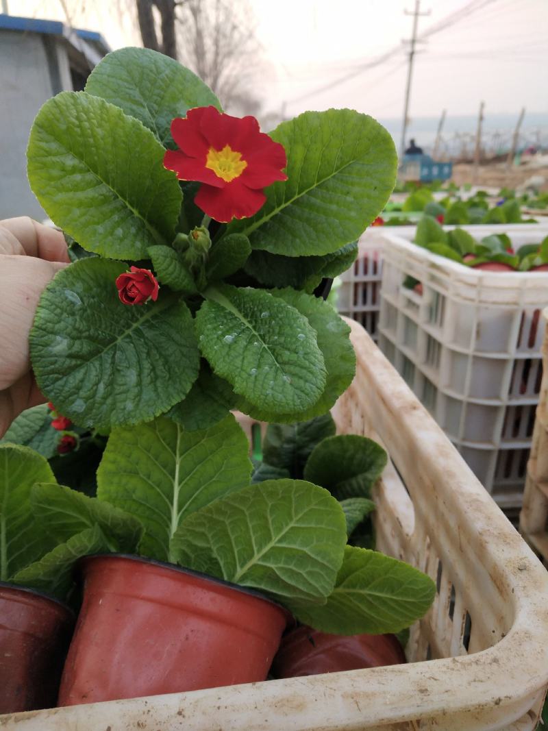 报春花，年销花，颜色鲜艳，花期长，支持线上交易