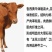 肉牛犊西门塔尔小牛出售小牛犊活体鲁西黄牛犊6个月西门塔尔